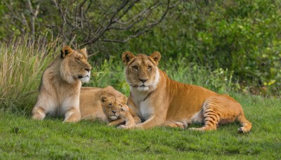 looking at viewer,outdoors,lying,day,blurry,tree,no humans,animal,on side,sleeping,grass,plant,on stomach,nature,forest,realistic,animal focus,tiger,closed mouth,closed eyes,traditional media,photo background