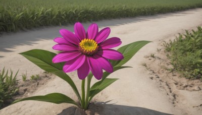 flower,outdoors,day,no humans,shadow,leaf,grass,plant,scenery,pink flower,purple flower,road,still life,path,rock,bush