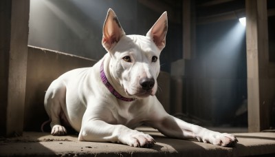 HQ,solo,looking at viewer,closed mouth,full body,indoors,black eyes,collar,no humans,animal,sunlight,dog,light rays,realistic,animal focus,signature,animal collar,spotlight