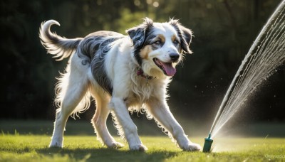 HQ,solo,open mouth,blue eyes,standing,full body,outdoors,day,tongue,artist name,signature,tongue out,water,blurry,collar,no humans,animal,watermark,grass,dog,realistic,leash,animal focus,brown eyes,dated,fangs,animal collar