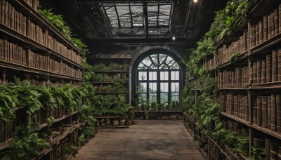 day,indoors,tree,book,dutch angle,no humans,window,chair,sunlight,plant,scenery,stairs,bookshelf,potted plant,ruins,library,ceiling,ladder,overgrown,table,lamp,ceiling light