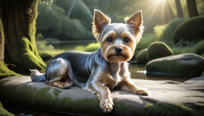 HQ,solo,looking at viewer,blue eyes,closed mouth,full body,outdoors,day,water,blurry,collar,tree,no humans,animal,sunlight,grass,nature,forest,dog,light rays,rock,realistic,animal focus,brown eyes,closed eyes,lying,pillow,blurry background,sleeping,plant,on stomach,animal collar,log