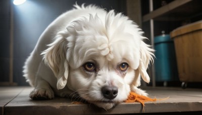 HQ,solo,looking at viewer,brown eyes,indoors,blurry,no humans,depth of field,blurry background,animal,fire,dog,realistic,animal focus,breathing fire,trash can