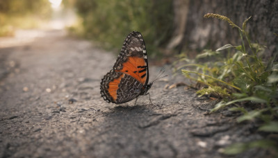 outdoors, wings, day, blurry, no humans, depth of field, blurry background, leaf, sunlight, bug, plant, butterfly, scenery