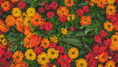 flower,outdoors,no humans,leaf,plant,red flower,scenery,yellow flower,sunflower,field,flower field,orange flower,still life,from above