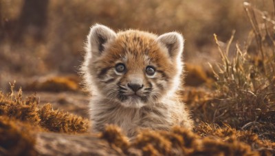 looking at viewer,outdoors,signature,blurry,tree,no humans,depth of field,blurry background,animal,cat,grass,plant,nature,blurry foreground,realistic,animal focus,sky,forest