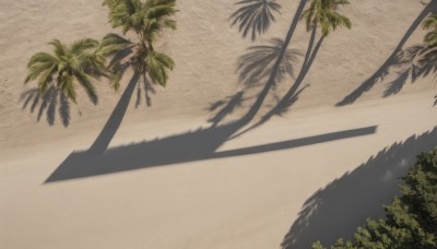 outdoors,day,tree,no humans,shadow,leaf,beach,plant,nature,scenery,sand,palm tree,shade,palm leaf,desert