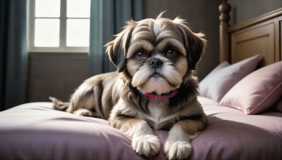 HQ,solo,looking at viewer,brown eyes,heart,lying,day,indoors,blurry,collar,pillow,no humans,window,bed,bed sheet,animal,on bed,curtains,dog,realistic,leash,animal focus,red collar,animal collar,animalization