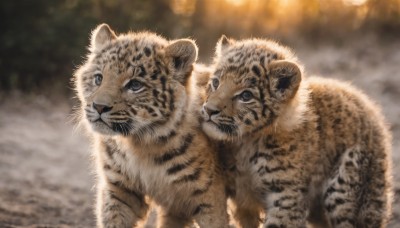 looking at viewer,closed mouth,outdoors,blurry,black eyes,no humans,depth of field,blurry background,animal,realistic,animal focus,tiger,blue eyes,signature,grey eyes