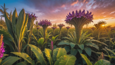 flower, outdoors, sky, cloud, no humans, leaf, cloudy sky, plant, scenery, sunset, sun