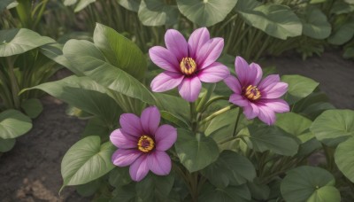 flower,outdoors,day,blurry,no humans,leaf,plant,nature,scenery,pink flower,purple flower,still life,grass,road,path