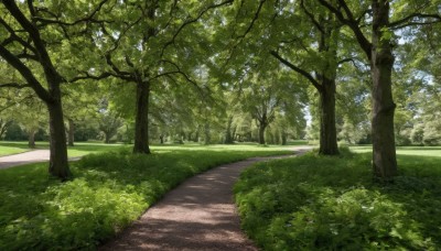 outdoors,day,tree,no humans,shadow,sunlight,grass,nature,scenery,forest,road,bush,dappled sunlight,path,sky,blue sky,plant,landscape