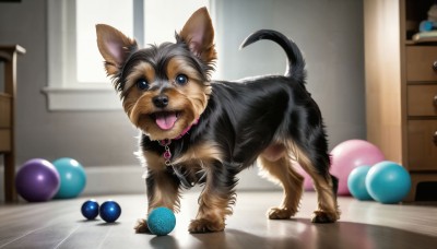 HQ,solo,looking at viewer,open mouth,blue eyes,full body,tongue,indoors,tongue out,blurry,collar,no humans,window,animal,ball,dog,wooden floor,realistic,animal focus,standing,reflection,mirror,shelf,animal collar,drawer,reflective floor