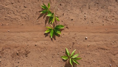 outdoors,day,no humans,shadow,leaf,from above,plant,scenery,sand,signature,water drop,rock,brown theme,still life,desert