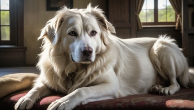 HQ,brown eyes,lying,day,indoors,blurry,no humans,window,animal,on stomach,curtains,dog,realistic,animal focus,carpet,rug,solo,looking at viewer,signature,watermark,sunlight,white fur,pet