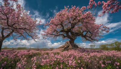 flower, outdoors, sky, day, cloud, tree, blue sky, no humans, cloudy sky, grass, cherry blossoms, nature, scenery, pink flower, field, flower field, landscape