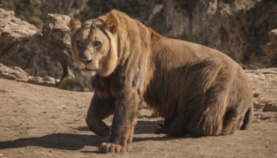 solo,looking at viewer,brown eyes,closed mouth,full body,outdoors,day,blurry,tree,no humans,blurry background,shadow,animal,nature,rock,realistic,animal focus,photo background,all fours