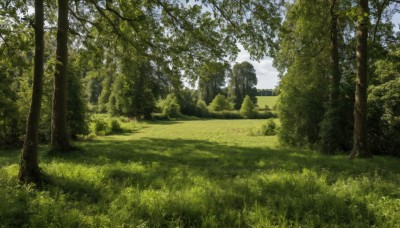 outdoors,sky,day,cloud,tree,blue sky,no humans,sunlight,grass,nature,scenery,forest,road,bush,green theme,landscape,path,cloudy sky,plant,field