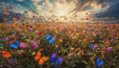 flower, outdoors, sky, day, cloud, no humans, sunlight, cloudy sky, grass, bug, butterfly, nature, scenery, field, flower field