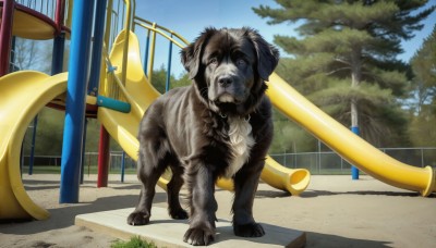 HQ,outdoors,sky,day,tree,blue sky,no humans,shadow,animal,dog,realistic,fence,road,animal focus,looking at viewer,standing,full body,ground vehicle