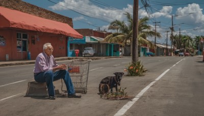 solo,short hair,shirt,1boy,sitting,flower,white hair,male focus,outdoors,sky,shoes,glasses,day,pants,cloud,black footwear,tree,blue sky,facial hair,cat,cloudy sky,plant,denim,ground vehicle,building,scenery,motor vehicle,dog,jeans,palm tree,blue pants,car,potted plant,road,house,wide shot,old,power lines,old man,street,utility pole,old woman,truck,long sleeves,holding,closed mouth,white shirt,collared shirt,collar,cup,animal,beard,striped shirt,realistic,leash,can