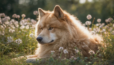 flower, outdoors, blurry, no humans, depth of field, blurry background, animal, grass, white flower, dog, realistic, animal focus