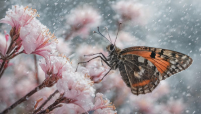 flower, wings, no humans, bug, antennae, butterfly wings, insect wings