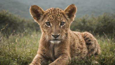 solo,looking at viewer,closed mouth,outdoors,sky,day,cloud,blurry,black eyes,tree,no humans,depth of field,blurry background,animal,cat,grass,plant,nature,realistic,animal focus,whiskers,brown eyes,lying,signature,cloudy sky,on stomach,grey sky