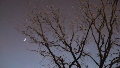 outdoors,sky,cloud,tree,no humans,night,moon,star (sky),night sky,scenery,snow,starry sky,branch,crescent moon,bare tree,blue sky