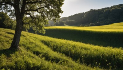 flower,outdoors,sky,day,cloud,tree,blue sky,no humans,sunlight,grass,nature,scenery,forest,mountain,field,landscape