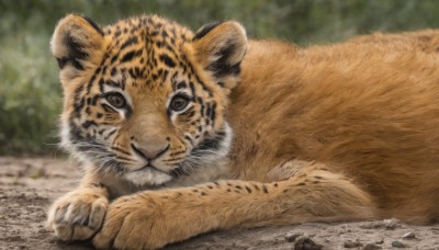 solo,looking at viewer,brown eyes,closed mouth,outdoors,lying,day,blurry,no humans,depth of field,blurry background,animal,cat,on stomach,nature,realistic,animal focus,whiskers,tiger