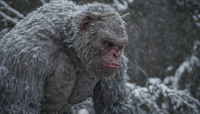 solo,1boy,upper body,male focus,outdoors,horns,teeth,blurry,no humans,blood,blurry background,snow,monster,snowing,realistic,tusks,closed mouth,yellow eyes,white hair,signature,from side,profile,facial hair,scar,beard