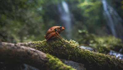 outdoors, day, blurry, tree, no humans, depth of field, blurry background, animal, sunlight, bug, nature, scenery, forest, realistic, moss