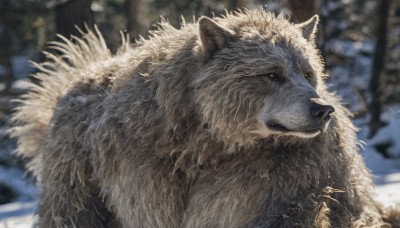 solo,looking at viewer,1boy,closed mouth,yellow eyes,male focus,outdoors,artist name,blurry,tree,orange eyes,no humans,depth of field,blurry background,animal,snow,colored sclera,snowing,realistic,black sclera,animal focus,wolf,upper body,day,signature,portrait,nature,claws,close-up,tusks