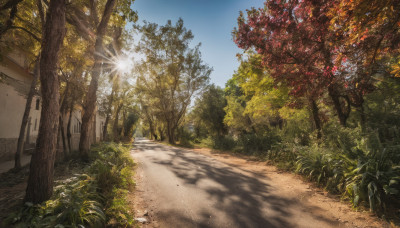 outdoors, sky, day, tree, blue sky, no humans, leaf, sunlight, grass, plant, nature, scenery, sun, road, power lines, street, autumn, path