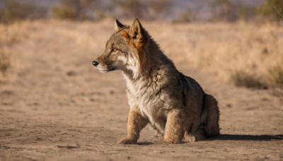 solo,closed mouth,full body,outdoors,day,blurry,from side,no humans,blurry background,shadow,animal,dog,realistic,animal focus,photo background,yellow eyes,signature,profile,depth of field,sand