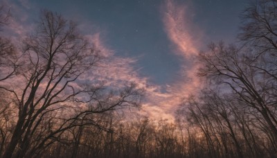 outdoors,sky,cloud,tree,blue sky,no humans,night,cloudy sky,grass,star (sky),nature,night sky,scenery,forest,starry sky,sunset,bare tree,twilight,gradient sky