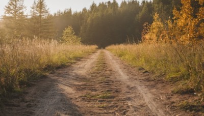 outdoors,day,tree,no humans,sunlight,grass,nature,scenery,forest,light rays,road,bush,path,sky,cloud