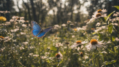 flower, outdoors, day, blurry, no humans, depth of field, blurry background, sunlight, bug, plant, white flower, butterfly, nature, scenery, daisy