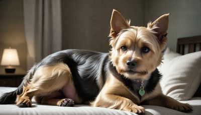 HQ,solo,blue eyes,jewelry,lying,indoors,blurry,pillow,no humans,bed,bed sheet,animal,on bed,mouth hold,curtains,dog,realistic,lamp,bedroom,animal focus,looking at viewer,necklace,collar,on stomach