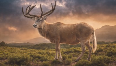 outdoors,sky,cloud,signature,tree,no humans,animal,cloudy sky,grass,nature,scenery,forest,mountain,realistic,antlers,field,animal focus,deer,solo,standing,sunset,landscape