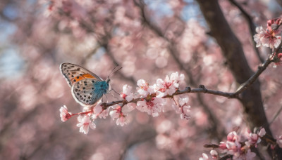 flower, outdoors, day, blurry, tree, no humans, depth of field, blurry background, bug, cherry blossoms, butterfly, scenery, branch, spring (season)