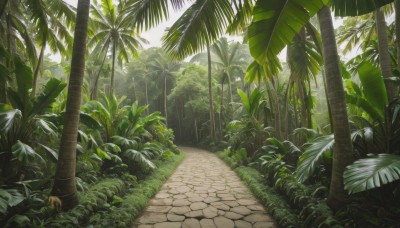 outdoors,day,tree,no humans,leaf,sunlight,grass,plant,nature,scenery,forest,palm tree,road,bush,path