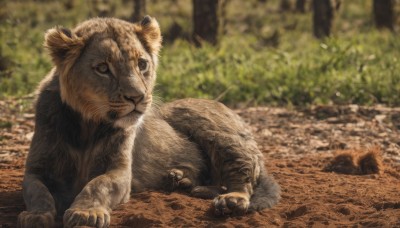 solo,looking at viewer,closed mouth,full body,outdoors,lying,day,blurry,tree,no humans,depth of field,blurry background,animal,leaf,grass,on stomach,nature,claws,forest,realistic,animal focus,signature