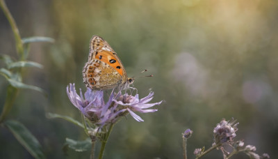 flower, wings, blurry, no humans, depth of field, blurry background, bug, butterfly, purple flower