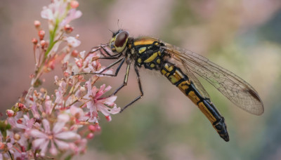 flower, wings, blurry, no humans, depth of field, blurry background, bug, robot, cherry blossoms, mecha, flying, realistic, antennae, insect wings