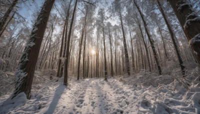 outdoors, sky, tree, dutch angle, no humans, nature, scenery, snow, forest, road, winter, bare tree