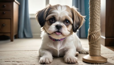 HQ,solo,looking at viewer,open mouth,brown eyes,full body,tongue,indoors,tongue out,blurry,collar,no humans,window,depth of field,blurry background,animal,curtains,dog,wooden floor,realistic,animal focus,red collar,animal collar,pet,day