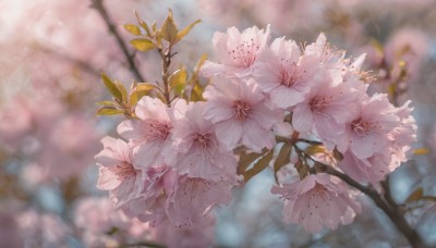 flower,outdoors,blurry,tree,no humans,depth of field,blurry background,leaf,plant,white flower,cherry blossoms,scenery,pink flower,branch,still life,day,signature,realistic