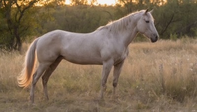 solo,full body,flower,outdoors,day,signature,from side,tree,no humans,animal,sunlight,grass,nature,scenery,forest,realistic,animal focus,horse,standing,field